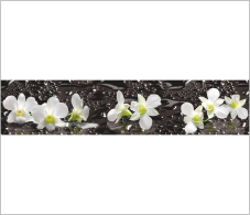 Стеновые панели из МДФ, Панель ASP 14 2800*610*6 глянец Орхидеи на черном